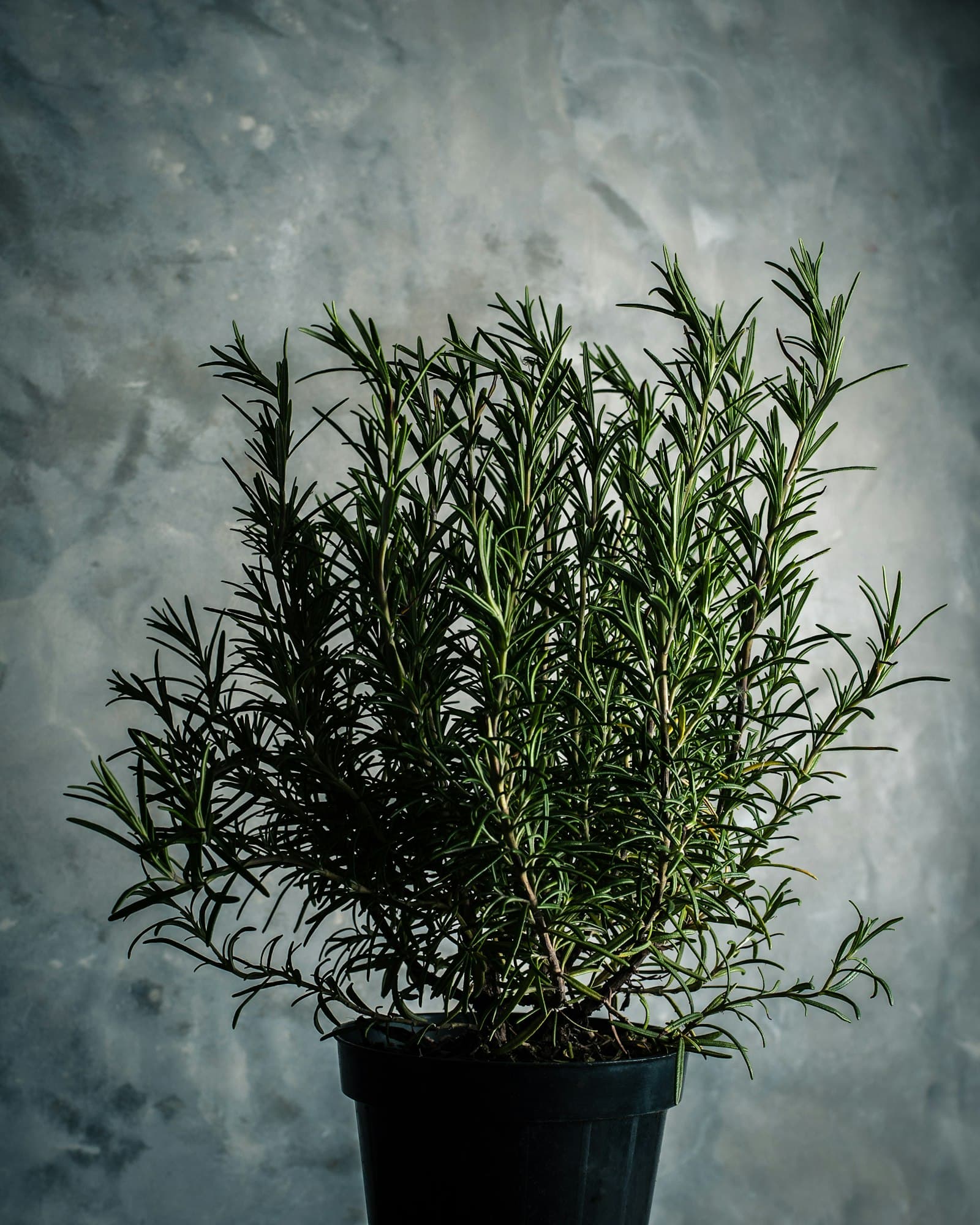 Rosemary Oil
